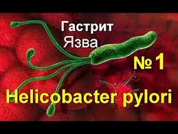 helicobacter pylori